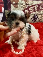 Teeny Tiny Bubbles, a female Yorkshire Terrier for sale in Stantonville, TN – Photo 1 of 10
