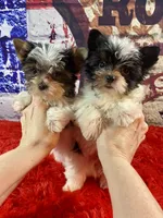 Teeny Tiny Bubbles, a female Yorkshire Terrier for sale in Stantonville, TN – Photo 4 of 10