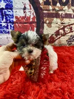 Teeny Tiny Bubbles, a female Yorkshire Terrier for sale in Stantonville, TN – Photo 6 of 10