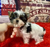 Teeny Tiny Bubbles, a female Yorkshire Terrier for sale in Stantonville, TN – Photo 2 of 10