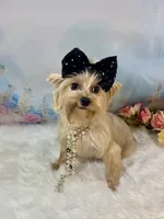 Whinnie, a female Yorkshire Terrier for sale in Stantonville, TN – 8 of 10