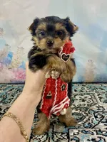 Teacup Lil’ Cosmo, a male Yorkshire Terrier for sale in Stantonville, TN – 5 of 10