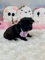 Lil’ Lulu, a female Yorkshire Terrier for sale in Stantonville, TN – 2 of 10