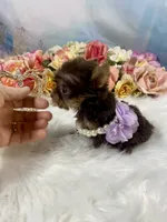 Tiny Micro Willow Rose Yummy Chocolate , a female Yorkshire Terrier for sale in Stantonville, TN – 4 of 10