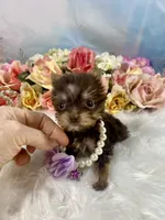 Tiny Micro Willow Rose Yummy Chocolate , a female Yorkshire Terrier for sale in Stantonville, TN – 6 of 10