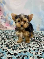 Mackey, a male Yorkshire Terrier for sale in Stantonville, TN – 2 of 7