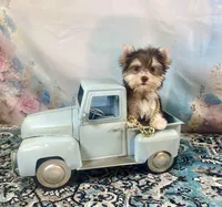 Hugo Chocolate Parti, a male Yorkshire Terrier for sale in Stantonville, TN – 6 of 10
