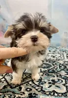 Lux, a male Yorkshire Terrier for sale in Stantonville, TN – 3 of 9