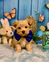 Scooter , a male Yorkshire Terrier and Poodle - Toy  for sale in Stantonville, TN – 6 of 8