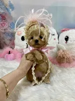 Teeny Tiny Martini, a female Yorkshire Terrier for sale in Stantonville, TN – 4 of 10