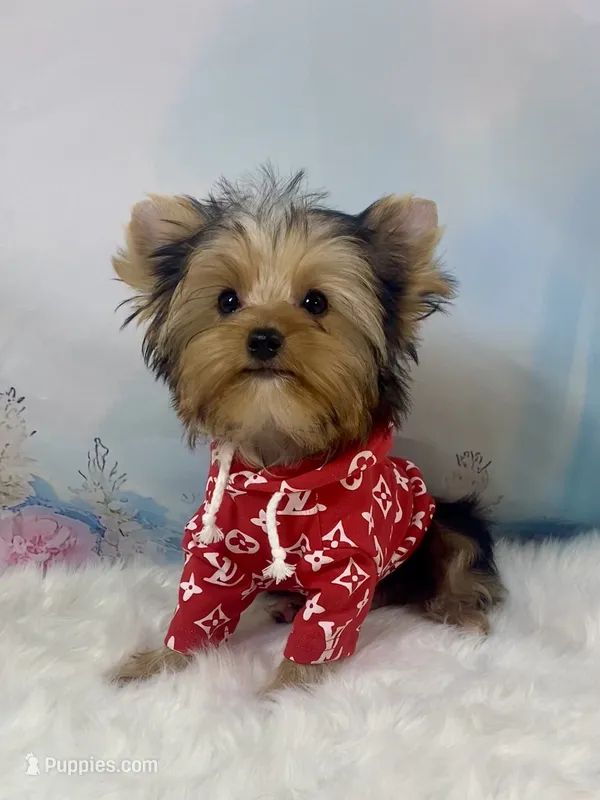 Maverick  – Yorkshire Terrier puppy for sale in Stantonville, TN