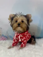 Maverick , a male Yorkshire Terrier for sale in Stantonville, TN – 1 of 10