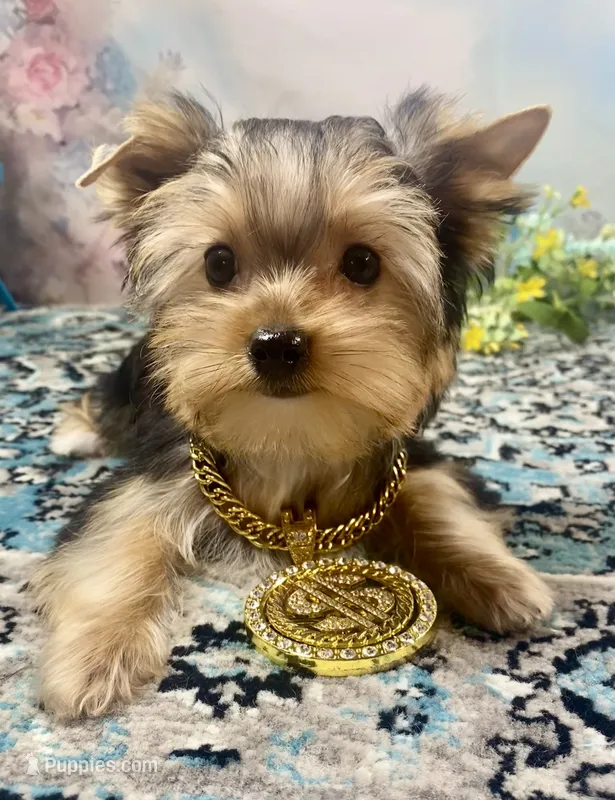 Mackey – Yorkshire Terrier puppy for sale in Stantonville, TN