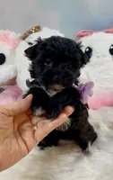 Lil’ Lulu, a female Yorkshire Terrier for sale in Stantonville, TN – 7 of 10
