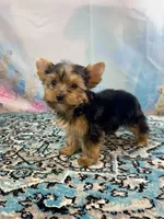 Mackey, a male Yorkshire Terrier for sale in Stantonville, TN – 4 of 7