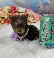 Tiny Micro Willow Rose Yummy Chocolate , a female Yorkshire Terrier for sale in Stantonville, TN – 9 of 10
