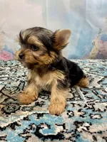 Maverick , a male Yorkshire Terrier for sale in Stantonville, TN – 10 of 10
