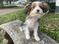 Chocolate Parti, a female Yorkshire Terrier for sale in Stantonville, TN – Photo 1 of 6