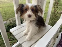 Chocolate Parti, a female Yorkshire Terrier for sale in Stantonville, TN – Photo 6 of 6