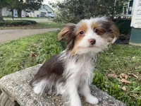 Chocolate Parti, a female Yorkshire Terrier for sale in Stantonville, TN – Photo 5 of 6