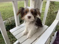 Chocolate Parti, a female Yorkshire Terrier for sale in Stantonville, TN – Photo 2 of 6