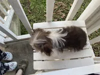 Chocolate Parti, a female Yorkshire Terrier for sale in Stantonville, TN – Photo 3 of 6