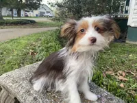 Chocolate Parti, a female Yorkshire Terrier for sale in Stantonville, TN – Photo 4 of 6