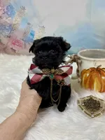 Micro Lil’ Louie V, a male Yorkshire Terrier for sale in Stantonville, TN – 3 of 10