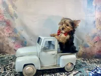McGuire , a male Yorkshire Terrier for sale in Stantonville, TN – 10 of 10
