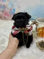 Micro Lil’ Louie V, a male Yorkshire Terrier for sale in Stantonville, TN – 2 of 10