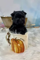 Micro Lil’ Louie V, a male Yorkshire Terrier for sale in Stantonville, TN – 6 of 10