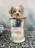 Razi Extreme White Chocolate Parti ee-clearcoat, a male Yorkshire Terrier for sale in Stantonville, TN – 9 of 10