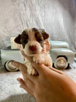 Teeny Tiny Parti boy, a male Yorkshire Terrier for sale in Stantonville, TN – Photo 3 of 5