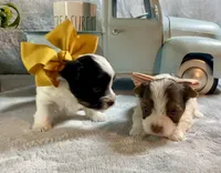 Teeny Tiny Parti boy, a male Yorkshire Terrier for sale in Stantonville, TN – Photo 2 of 5