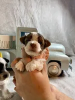 Teeny Tiny Parti boy, a male Yorkshire Terrier for sale in Stantonville, TN – Photo 4 of 5