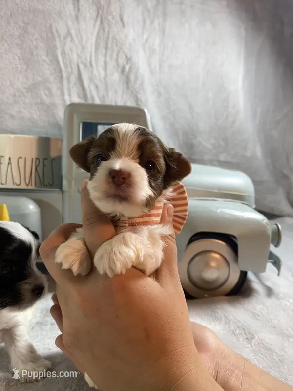 Teeny Tiny Parti boy