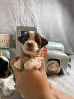 Teeny Tiny Parti boy, a male Yorkshire Terrier for sale in Stantonville, TN – Photo 1 of 5