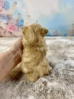 Tiny Micro, a female Yorkshire Terrier for sale in Stantonville, TN – Photo 2 of 10