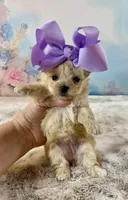 Tiny Micro, a female Yorkshire Terrier for sale in Stantonville, TN – Photo 1 of 10