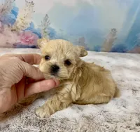 Tiny Micro, a female Yorkshire Terrier for sale in Stantonville, TN – Photo 3 of 10