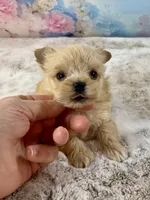 Tiny Micro, a female Yorkshire Terrier for sale in Stantonville, TN – Photo 5 of 10