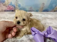 Tiny Micro, a female Yorkshire Terrier for sale in Stantonville, TN – Photo 4 of 10