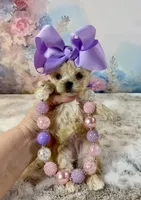 Tiny Micro, a female Yorkshire Terrier for sale in Stantonville, TN – Photo 6 of 10