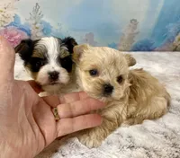Tiny Micro, a female Yorkshire Terrier for sale in Stantonville, TN – Photo 10 of 10