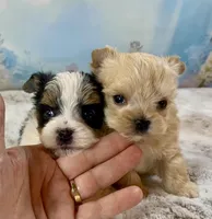 Tiny Micro, a female Yorkshire Terrier for sale in Stantonville, TN – Photo 8 of 10