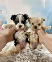 Tiny Micro, a female Yorkshire Terrier for sale in Stantonville, TN – Photo 9 of 10
