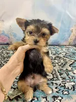 Tiny Teacup Ruger, a male Yorkshire Terrier for sale in Stantonville, TN – 6 of 10