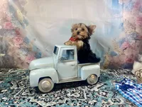 McGuire , a male Yorkshire Terrier for sale in Stantonville, TN – 8 of 10