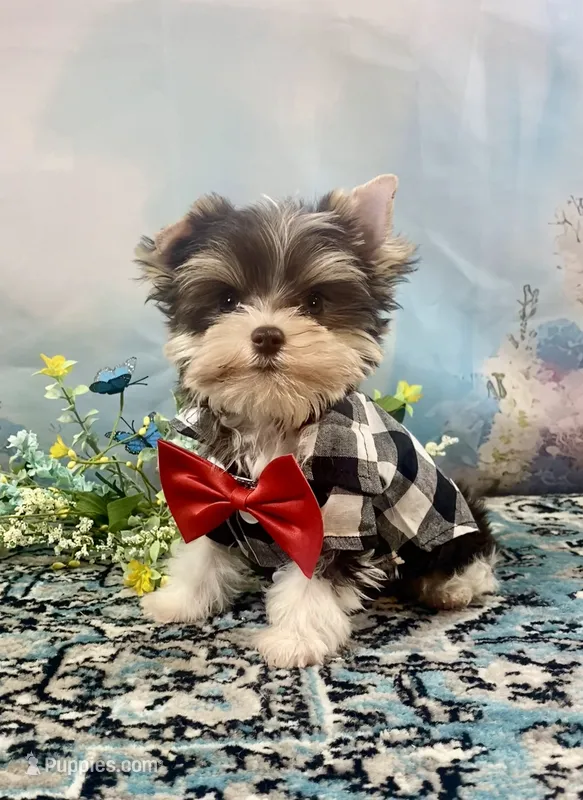 Lux Chocolate Parti – Yorkshire Terrier puppy for sale in Stantonville, TN