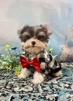 Lux Chocolate Parti, a male Yorkshire Terrier for sale in Stantonville, TN – 1 of 10